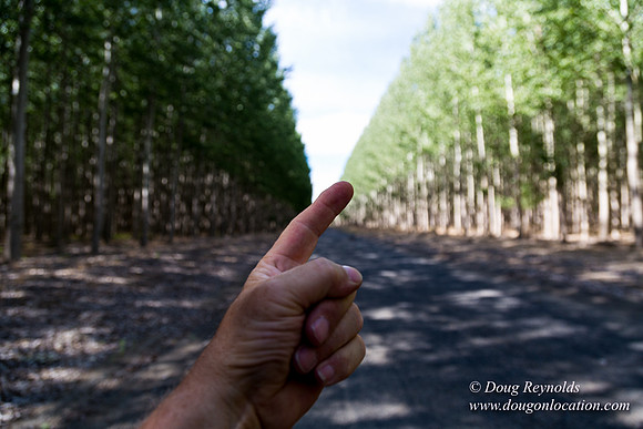 Tree Farm
