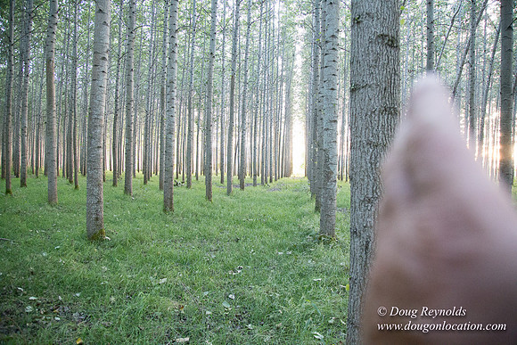 LCG & GWG Tree Farm