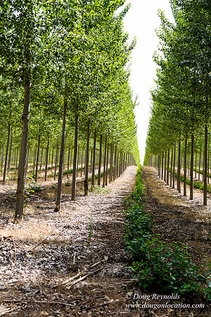 Tree Farm