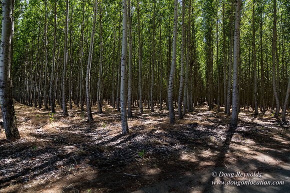 Tree Farm