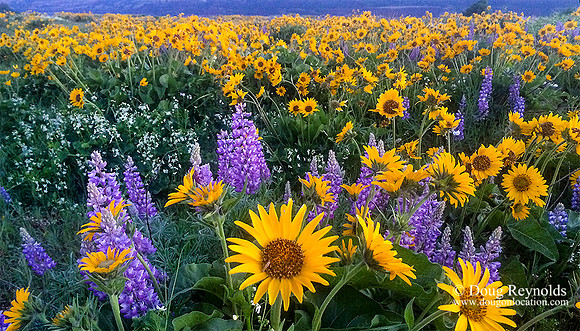 Rowena Wild Flowers