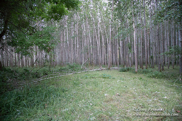 LCG & GWG Tree Farm