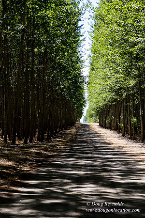 Tree Farm