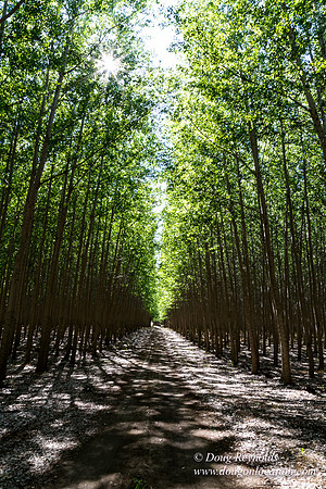 Tree Farm
