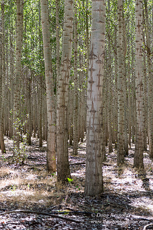 Tree Farm