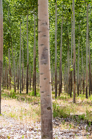 Tree Farm