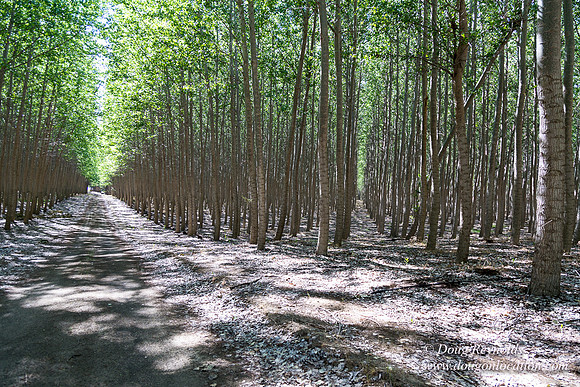 Tree Farm