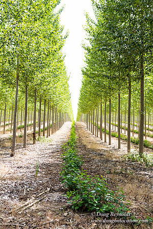 Tree Farm