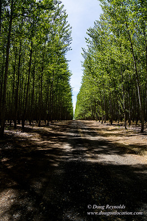 Tree Farm