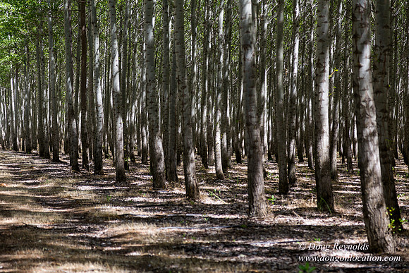 Tree Farm