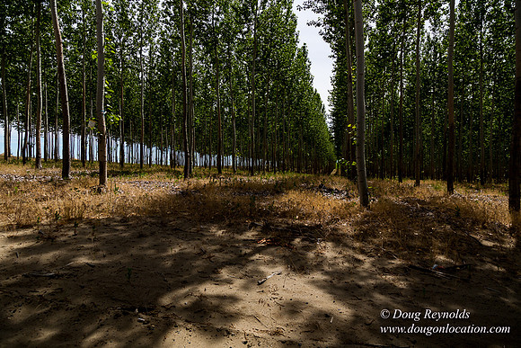 Tree Farm