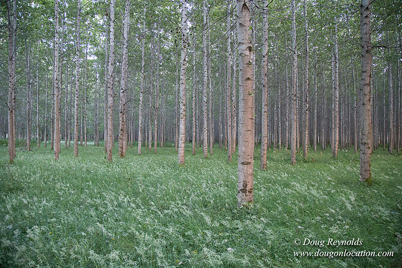 LCG & GWG Tree Farm