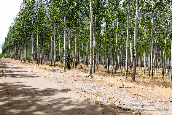 Tree Farm