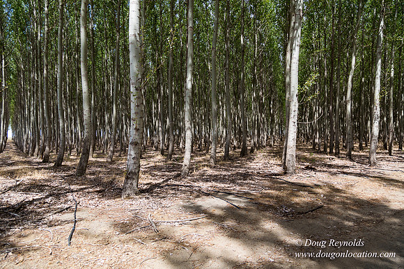 Tree Farm