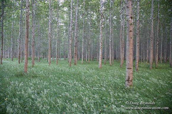 LCG & GWG Tree Farm