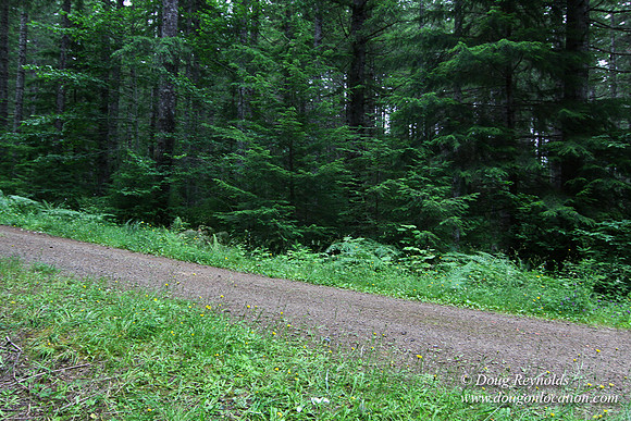 Tree & Forested locations