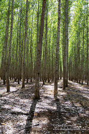 Tree Farm