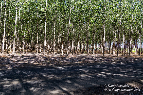 Tree Farm