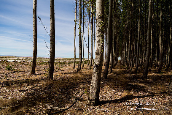 Tree Farm