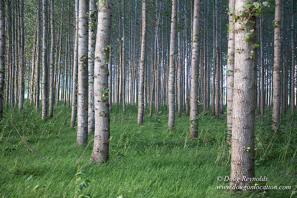 LCG & GWG Tree Farm