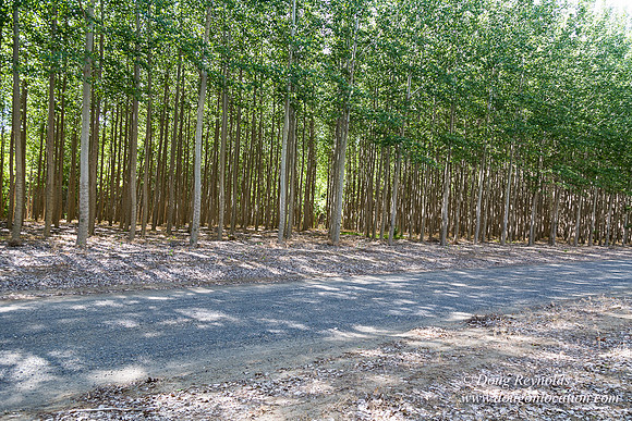 Tree Farm