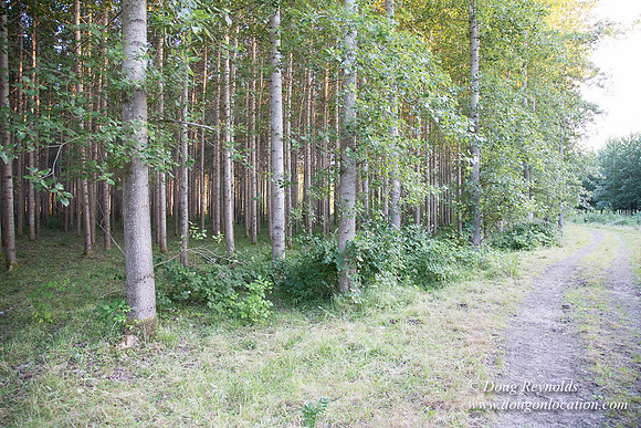 LCG & GWG Tree Farm