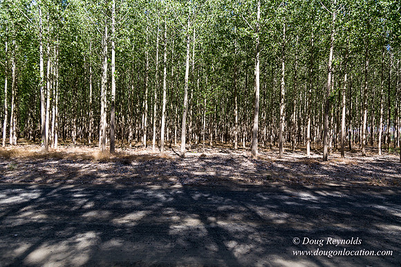 Tree Farm