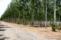 Tree Farm