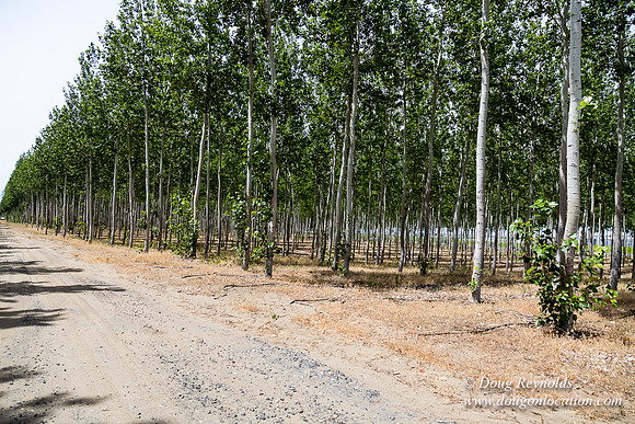Tree Farm