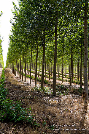 Tree Farm