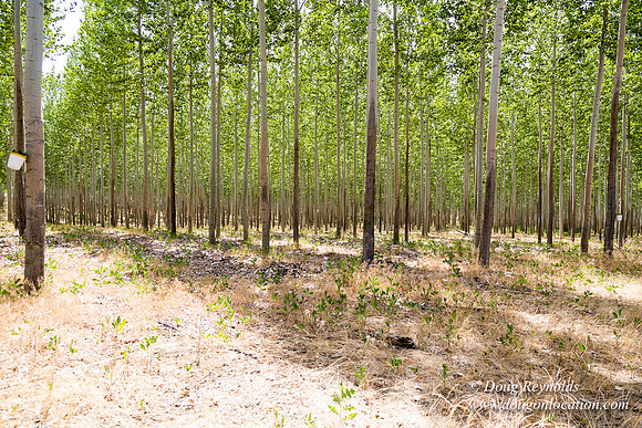 Tree Farm