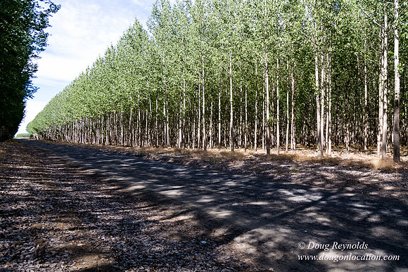 Tree Farm