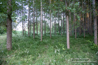 LCG & GWG Tree Farm
