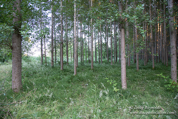 LCG & GWG Tree Farm