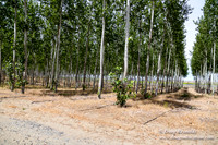 Tree Farm
