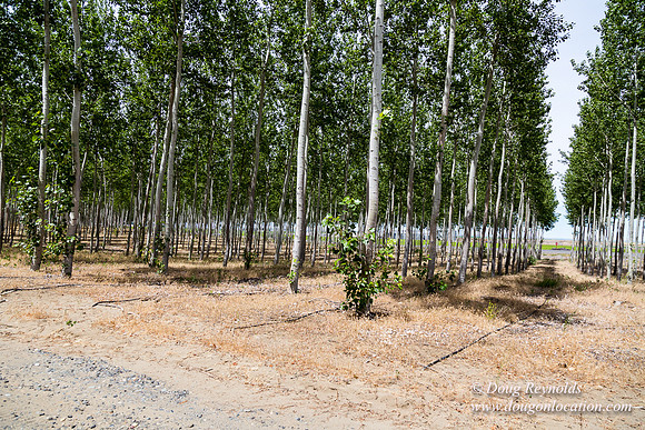 Tree Farm