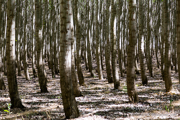 Tree Farm