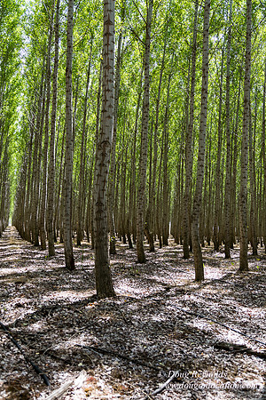 Tree Farm