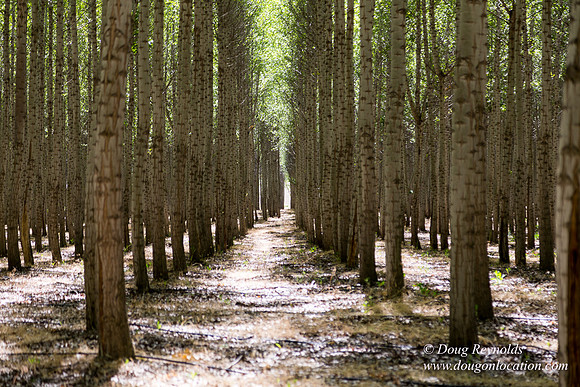 Tree Farm