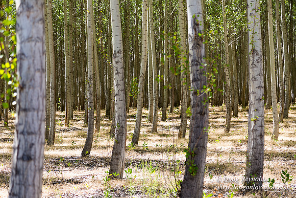 Tree Farm