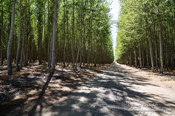 Tree Farm