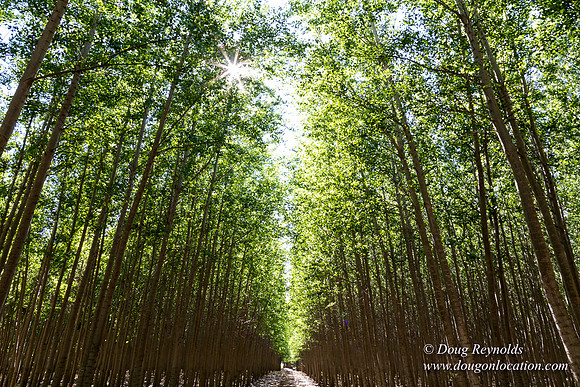 Tree Farm