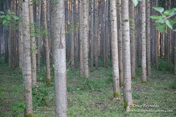 LCG & GWG Tree Farm