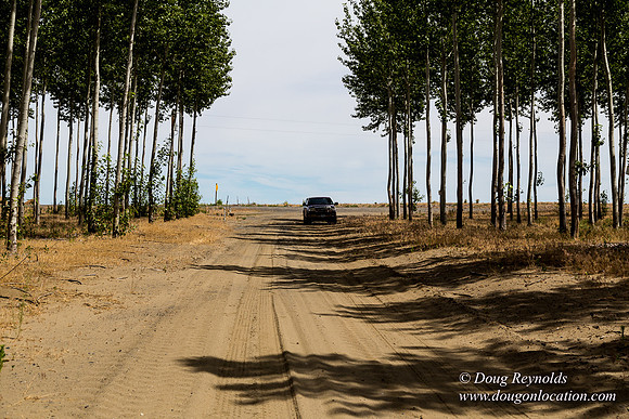 Tree Farm