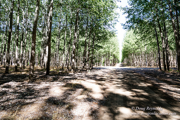 Tree Farm