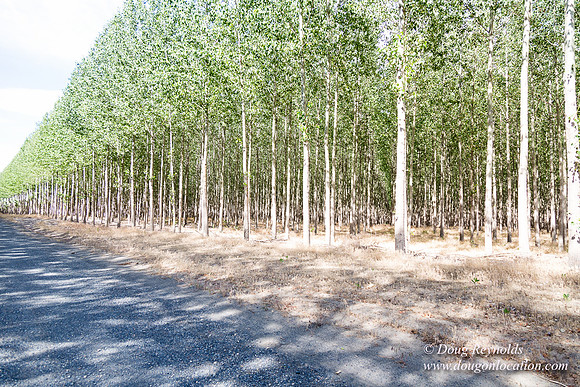 Tree Farm