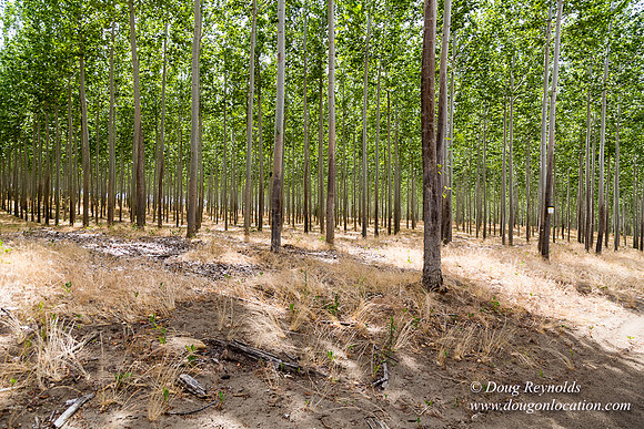 Tree Farm