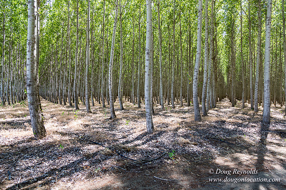Tree Farm