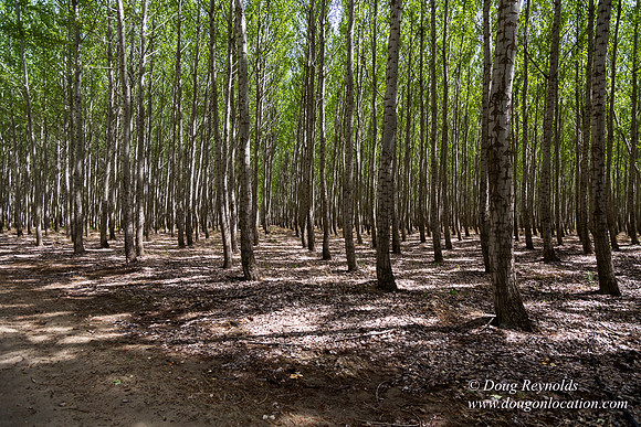 Tree Farm