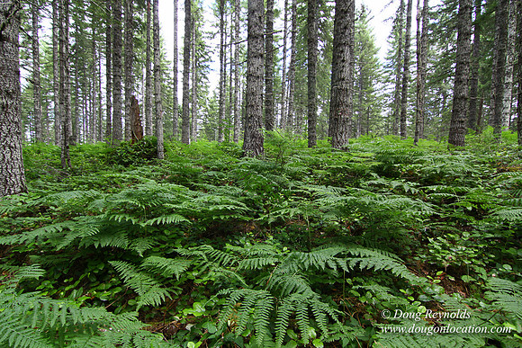 Tree & Forested locations